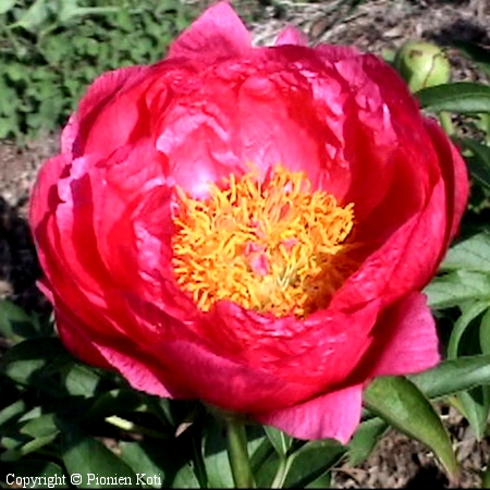 Paeonia Cytherea